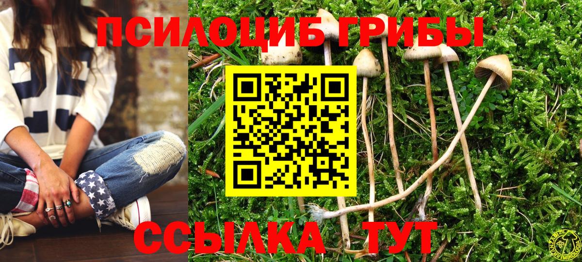Кизляр  Псилоцибиновые грибы Cubensis  Вход с VPN 